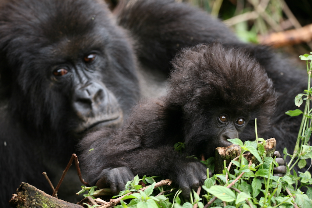 Mother and baby gorilla from the Amphora family in Rwanda