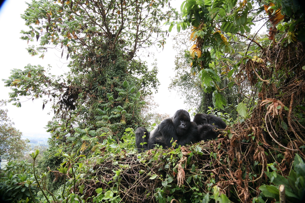 Family of gorillas on Mt. Bisoke in Rwanda