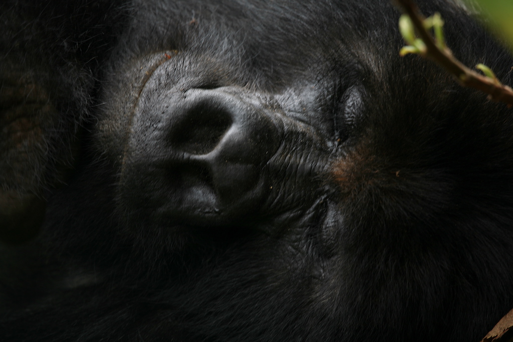 Silverback gorilla takes a nap on Mt. Bisoke in Rwanda
