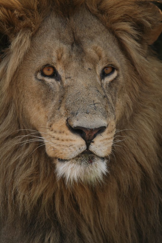 Close up view of a full grown male lion in the Okavango Delta in Botswana