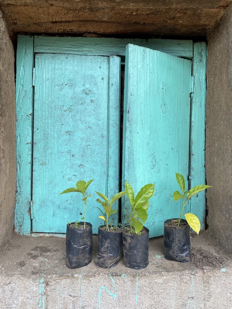 Seedlings waiting to be planted in front of a turquoise shutter
