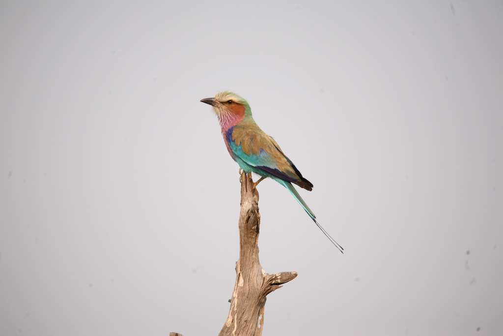 A lilac breasted roller perched on a branch