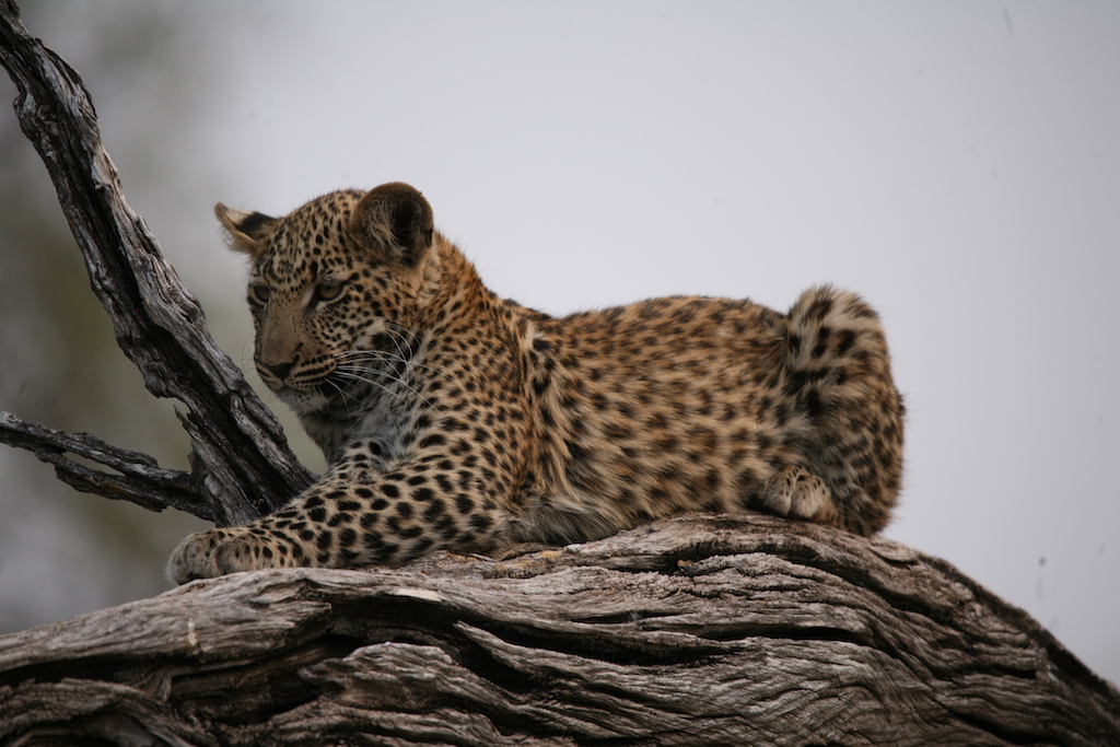 A baby leopard watches the safari