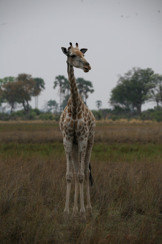A giraffe on the plain