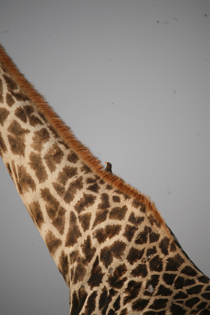 A bird peeks out from the giraffe's neck