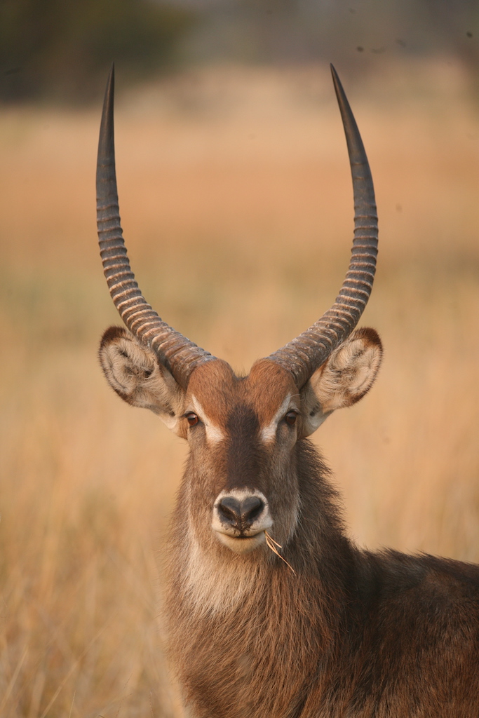 Portrait of a Roan Antelope
