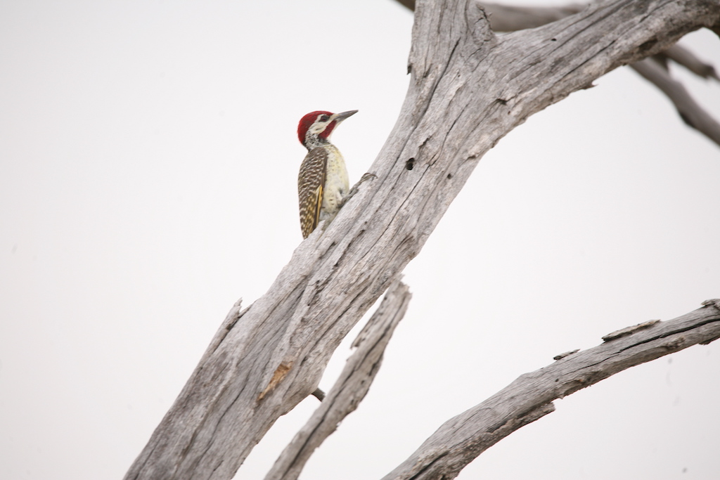 A cardinal woodpecker on a branch