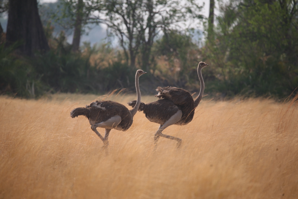 Two ostriches streak across the plain