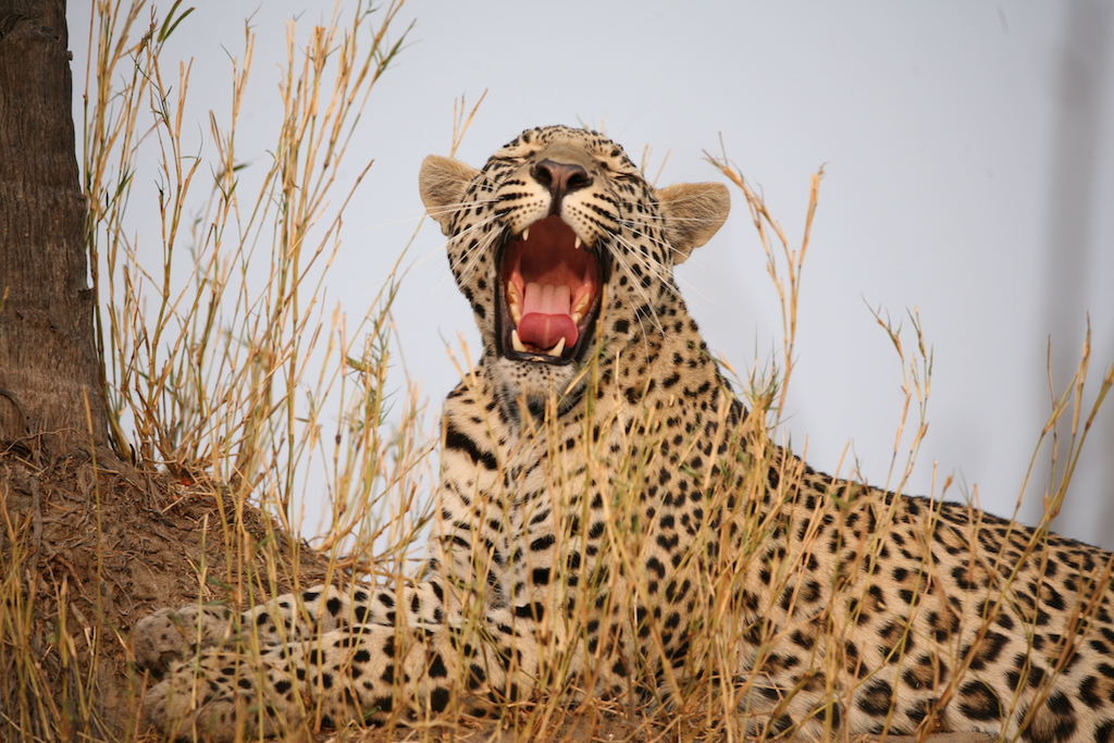 A leopard yawns as it wakes up from a nap